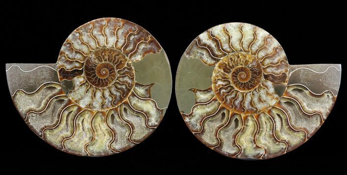 Cut & Polished Ammonite Fossil - Agatized #60285
